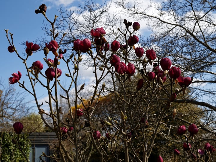 magnolio tulipán negro