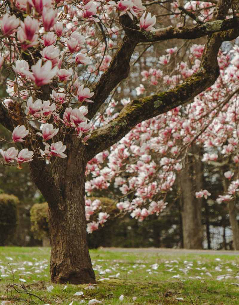 cuidado del magnolio