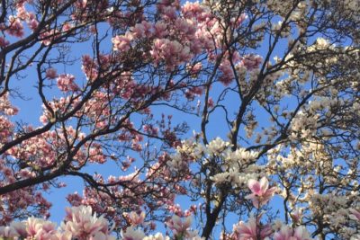 Magnolia Tree Definitive Guide: Types, Planting, and Care