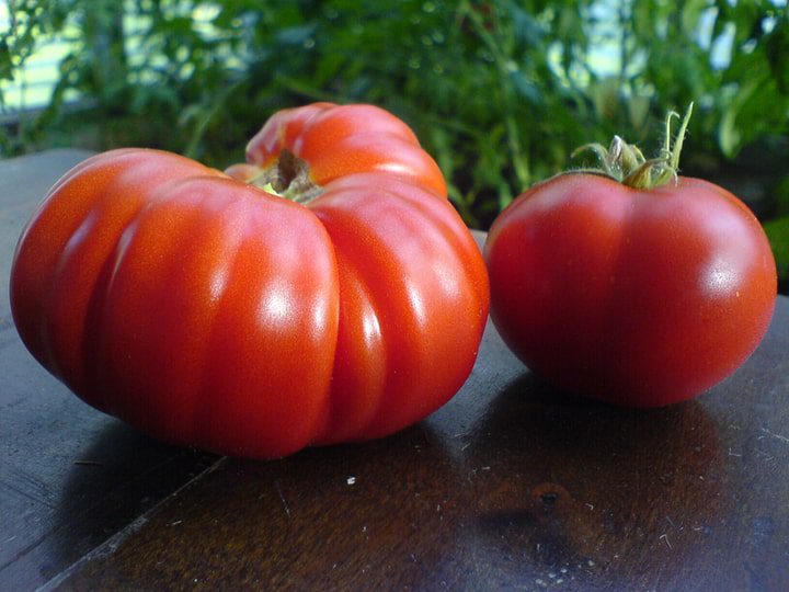 tomates costoluto genovese heirloom