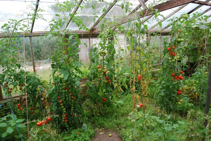 huerto de tomates