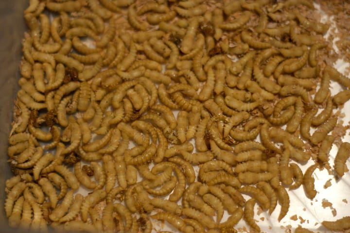 pupa de escarabajo de la harina