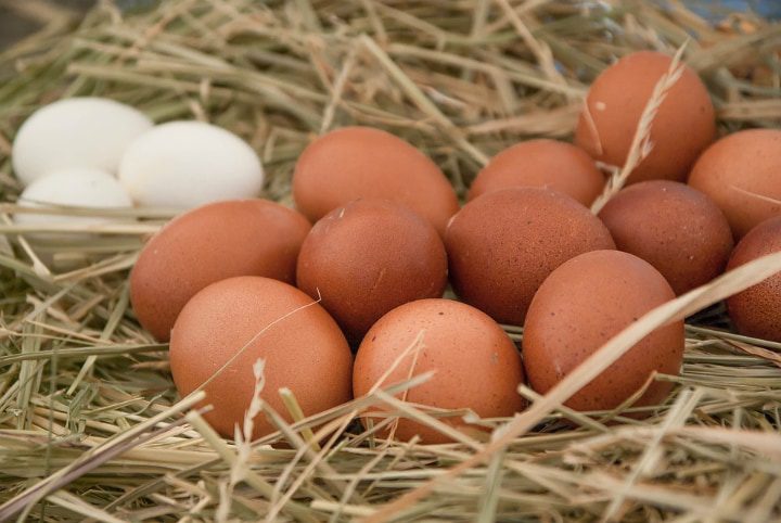 huevos frescos y nutritivos de granja