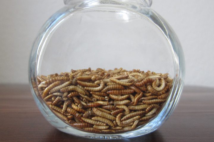 criar gusanos de la harina en casa