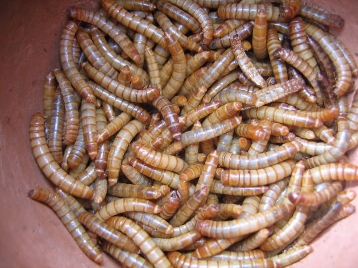 preguntas frecuentes sobre los gusanos de la harina