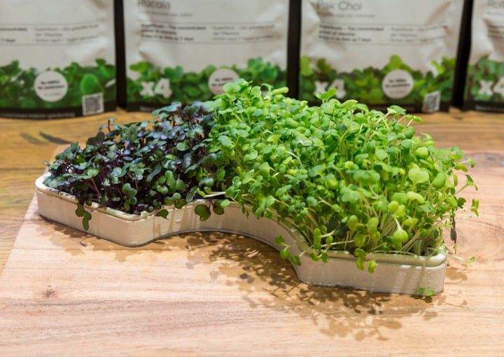 cultivar microgreens por tu cuenta