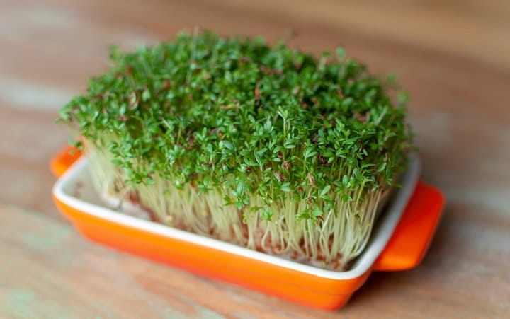 microgreens saludables cultivados en casa