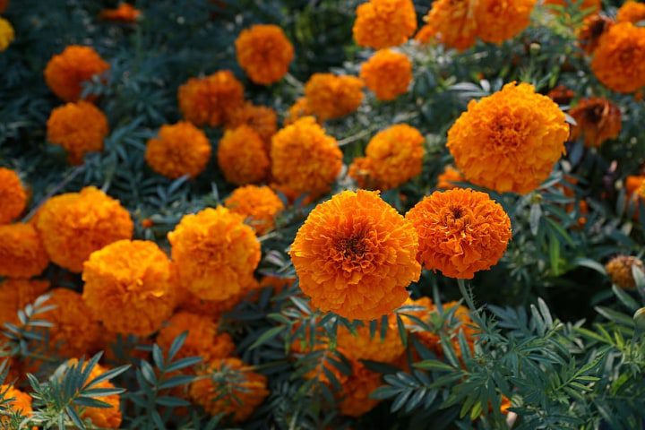 flor de caléndula naranja