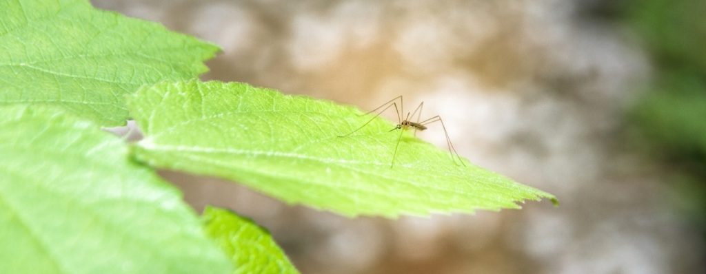 Las 12 mejores plantas repelentes de mosquitos: ¿Funcionan realmente?
