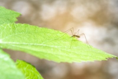Las 12 mejores plantas repelentes de mosquitos: ¿Funcionan realmente?