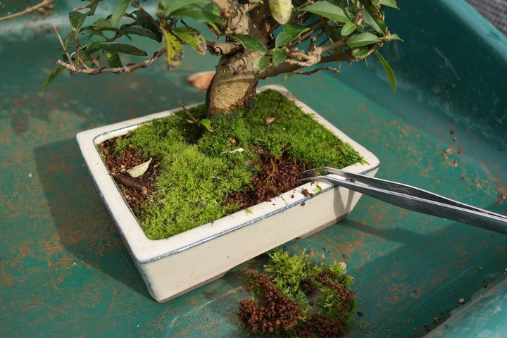 cómo hacer un mini jardín de musgo