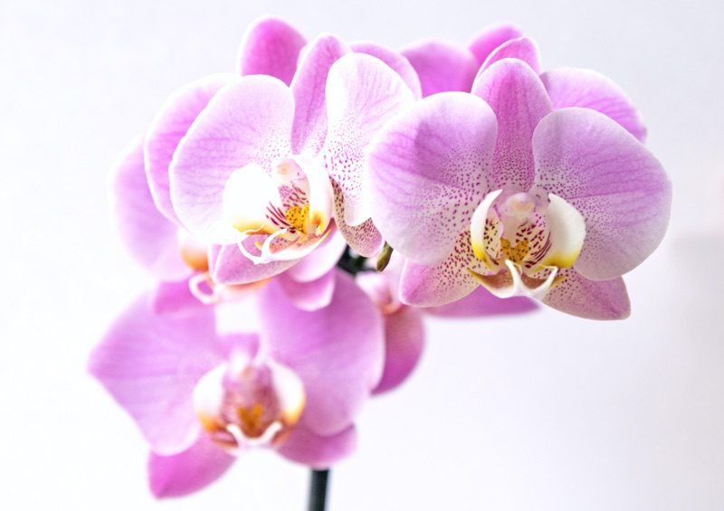 flor de orquídea