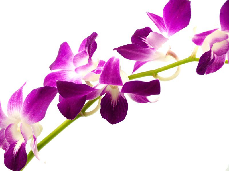 orquídeas dendrobium