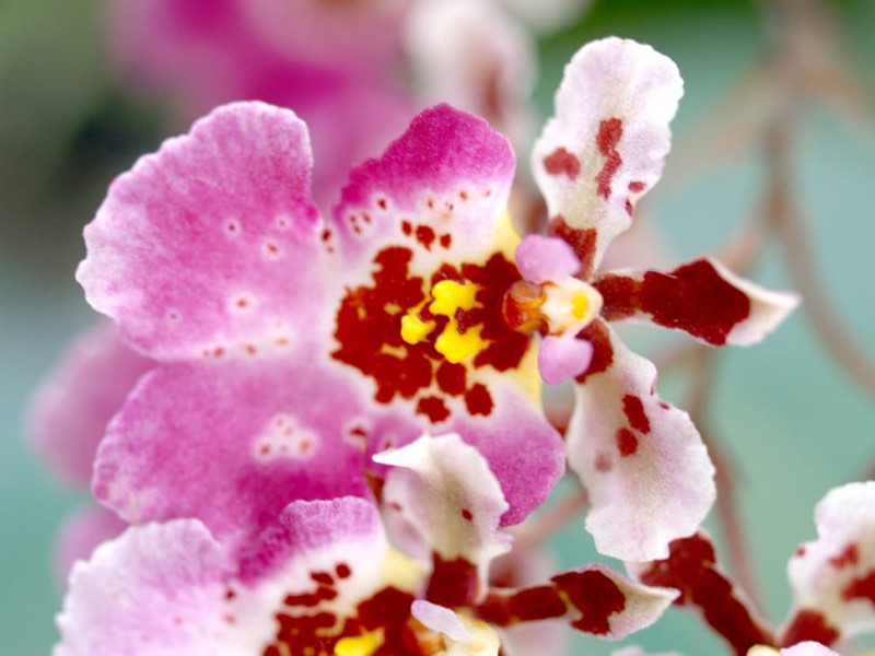 orquídea oncidium