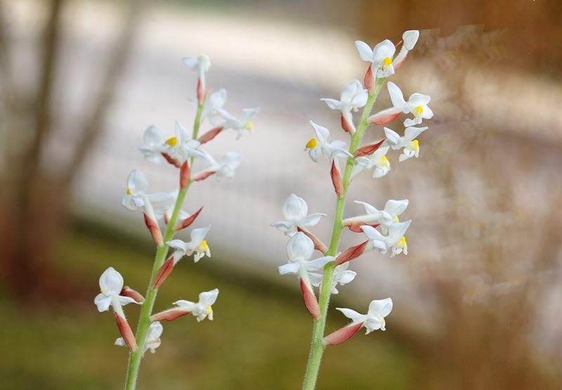orquídeas blancas
