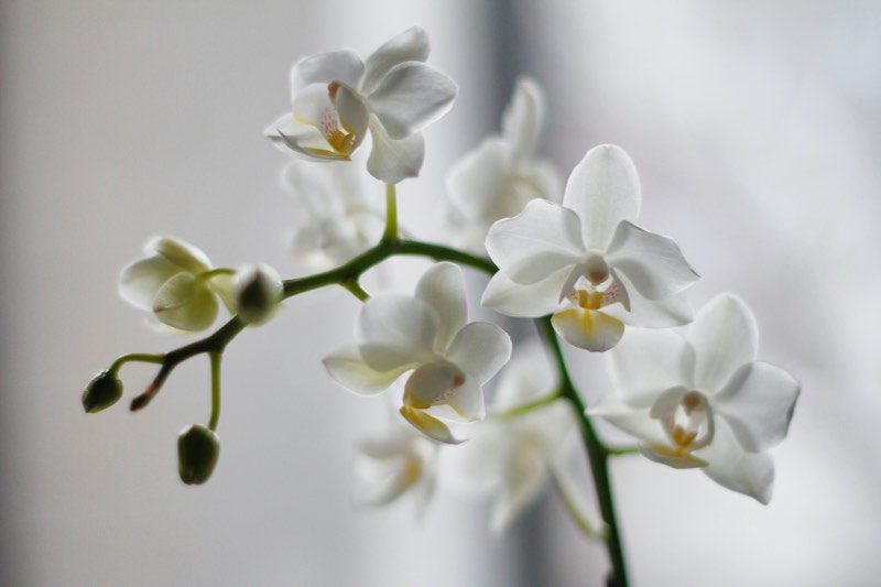 especies de orquídeas