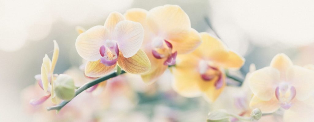 Cómo cultivar y cuidar hermosas orquídeas