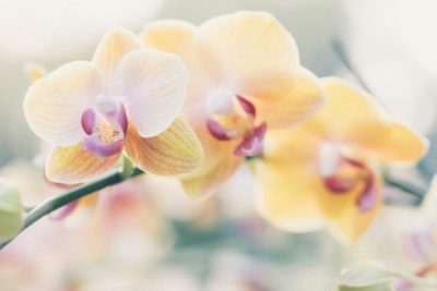 Cómo cultivar y cuidar hermosas orquídeas