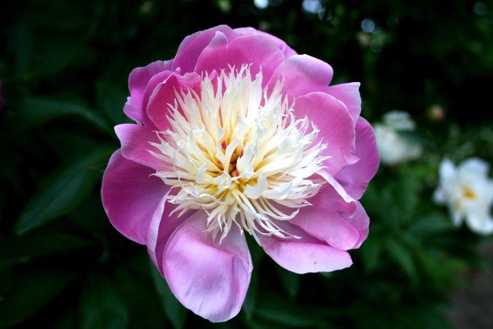 tazón de belleza flor de paeonia lactiflora