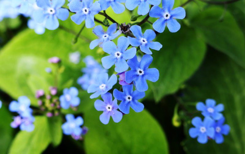 plantas perennes azules