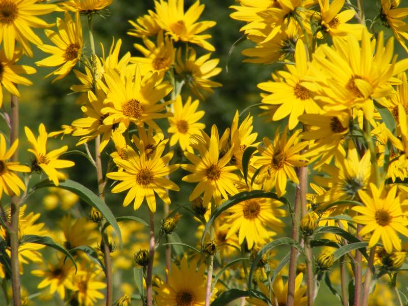 flores amarillas perennes