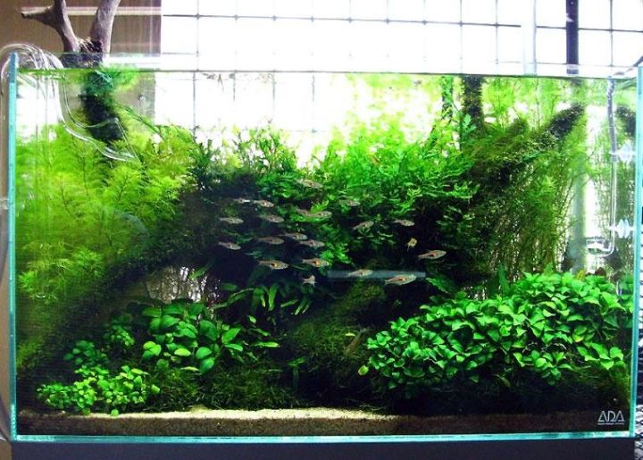 acuario plantado estilo naturaleza