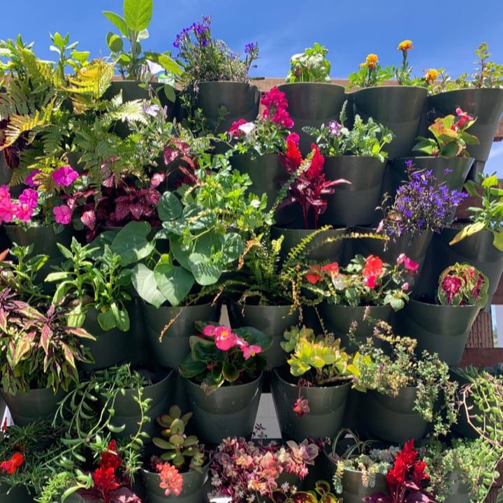 muro plantado al aire libre con flores que atraen a las mariposas y las abejas