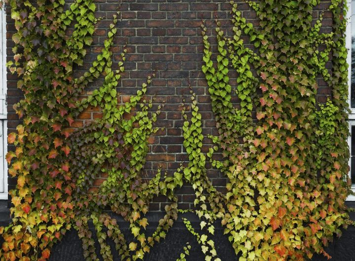 una decoración de pared con plantas