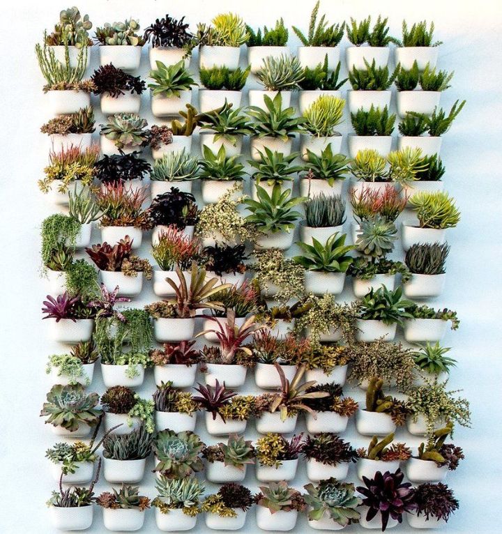 pared de plantas amazon