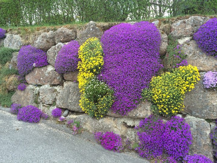 muro para plantas de jardín de rocas