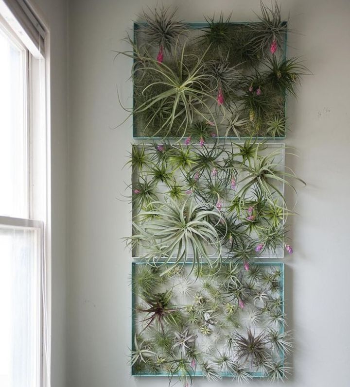 colgante de pared de plantas