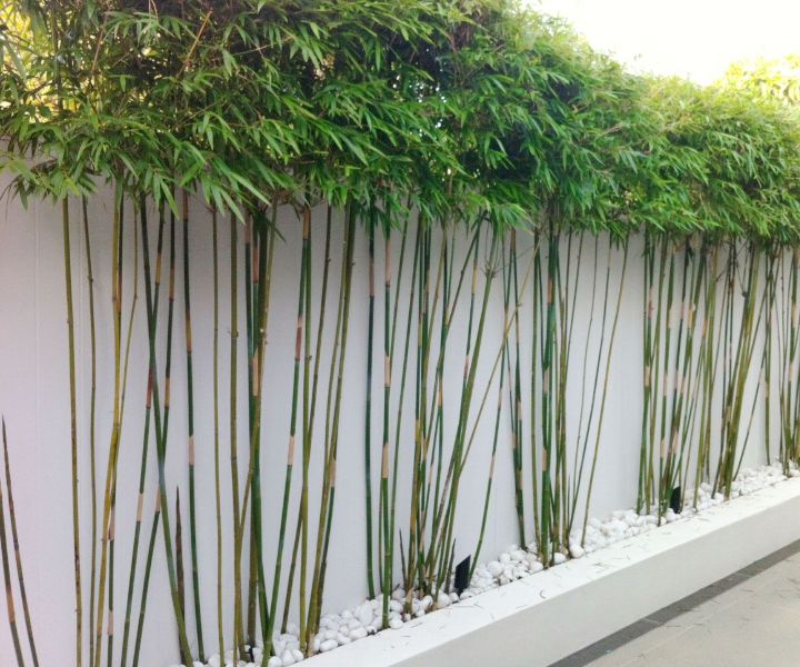jardín de pared de plantas