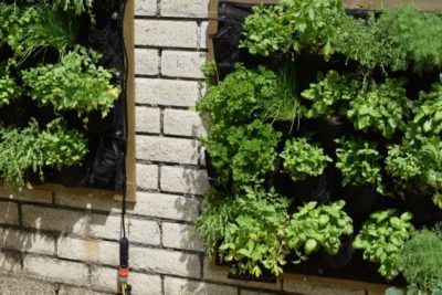 41 ideas increíbles para muros de plantas y cómo construir un muro de plantas de forma individual