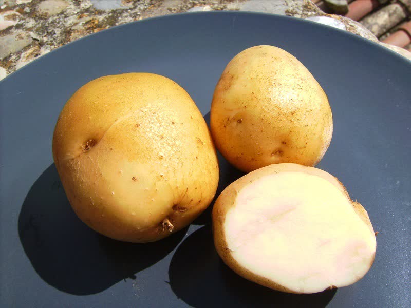 planta de patata de kennebec