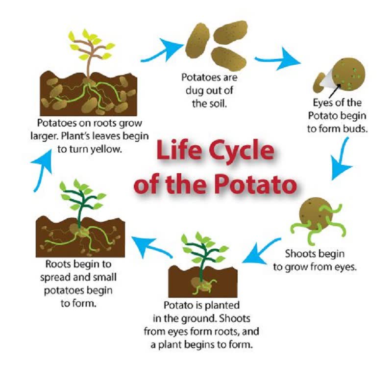 cómo cultivar una planta de patata