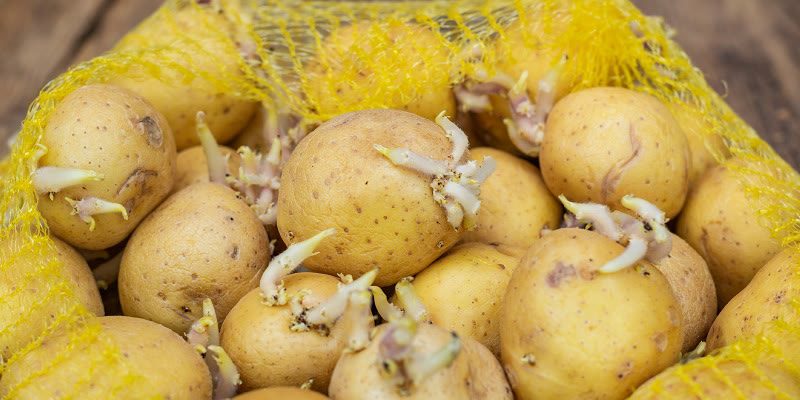 patatas germinadas