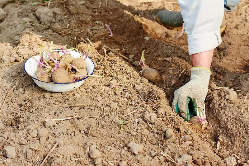 cómo plantar patatas