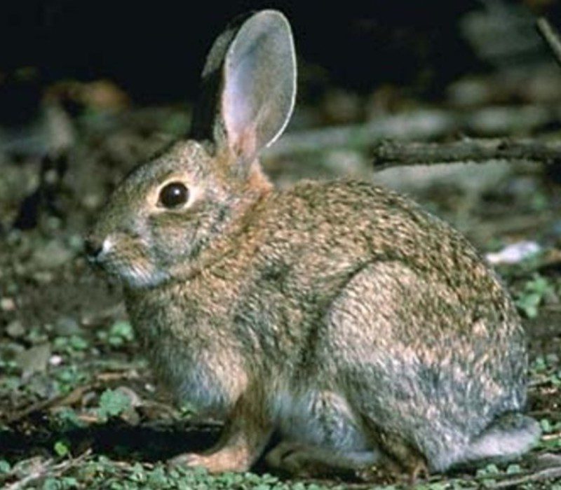 american-rabbit