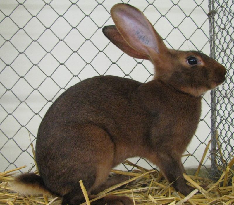 liebre belga-conejo