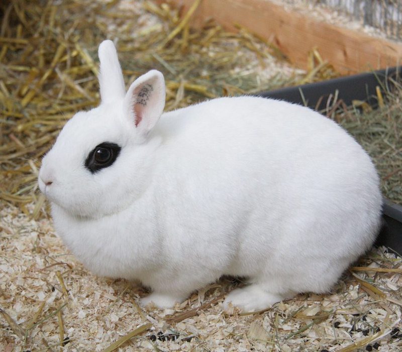 conejo blanc-de-hotot