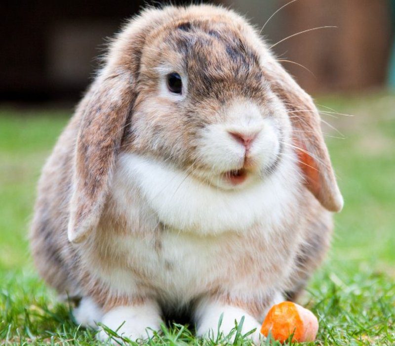 conejo inglés-lop-rabbit
