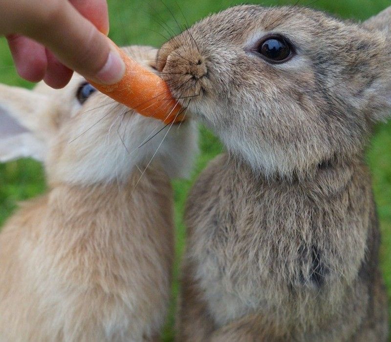 la mejor comida para conejos