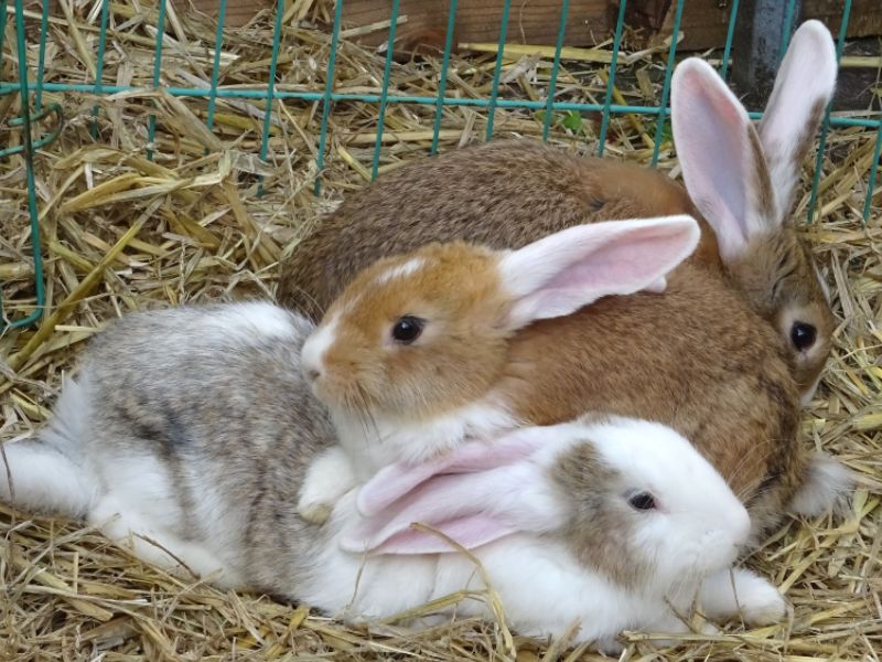 La mejor cama para conejos