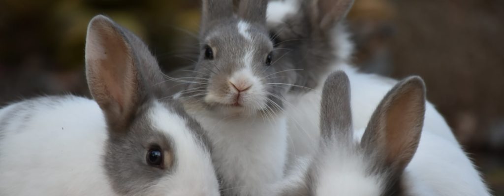 11 razas de conejos que se convertirán en tu mejor compañía