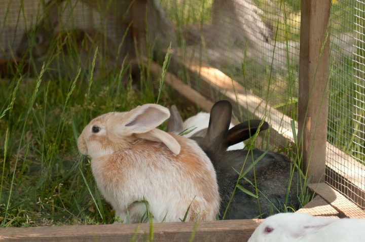 dos conejos dentro de una conejera
