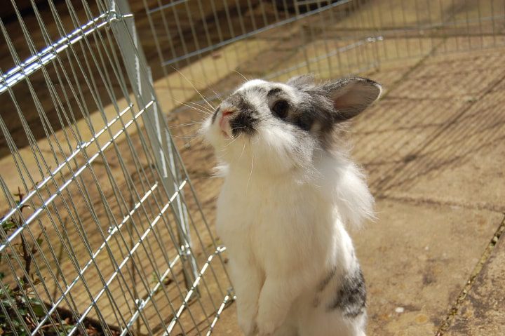 adorable conejo en un corral metálico para conejos en el interior
