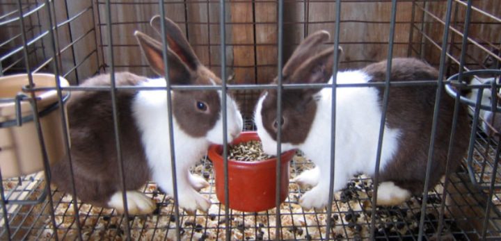 conejitos marrones blancos en una jaula de malla con cacas recogidas debajo