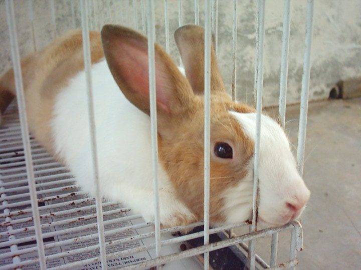 jaula metálica para conejos de interior con un conejo blanco marrón dentro