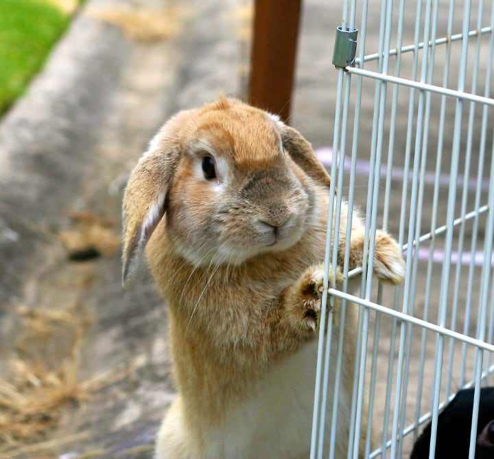 jaula metálica para conejos con un conejo en el exterior