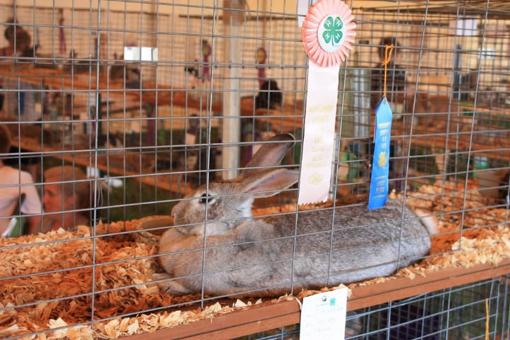 jaulas apiladas para conejos